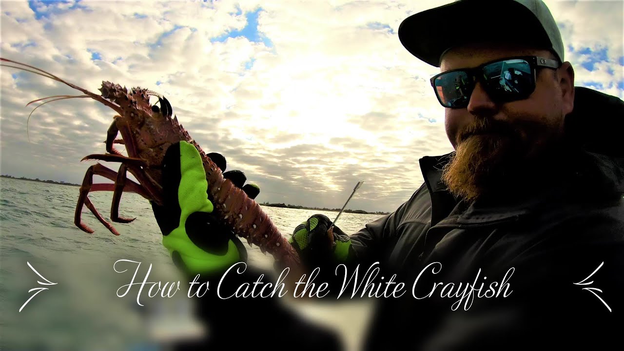 How To Catch Crayfish - rock lobster - in depth tutorial on how to set your pots for the whites