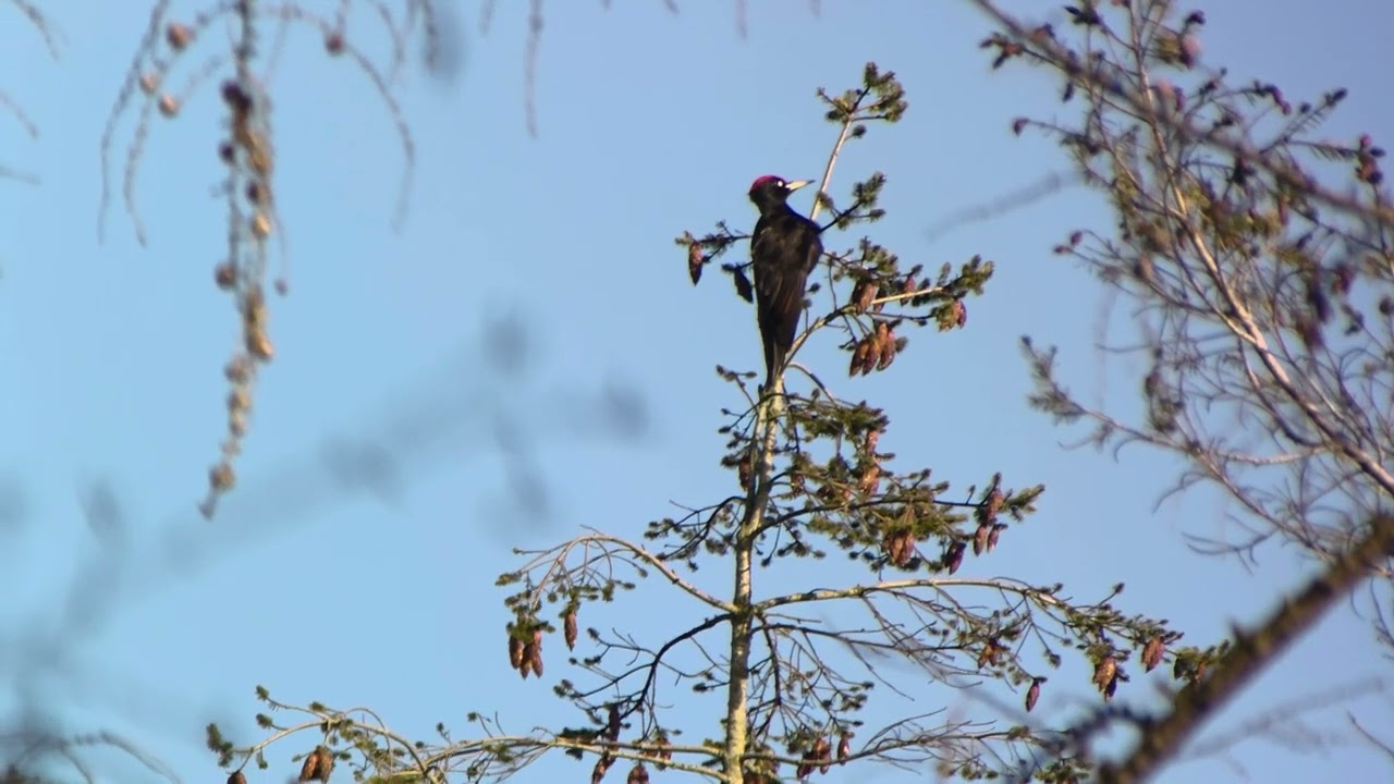 Zwarte specht Den Treek 07 02 26