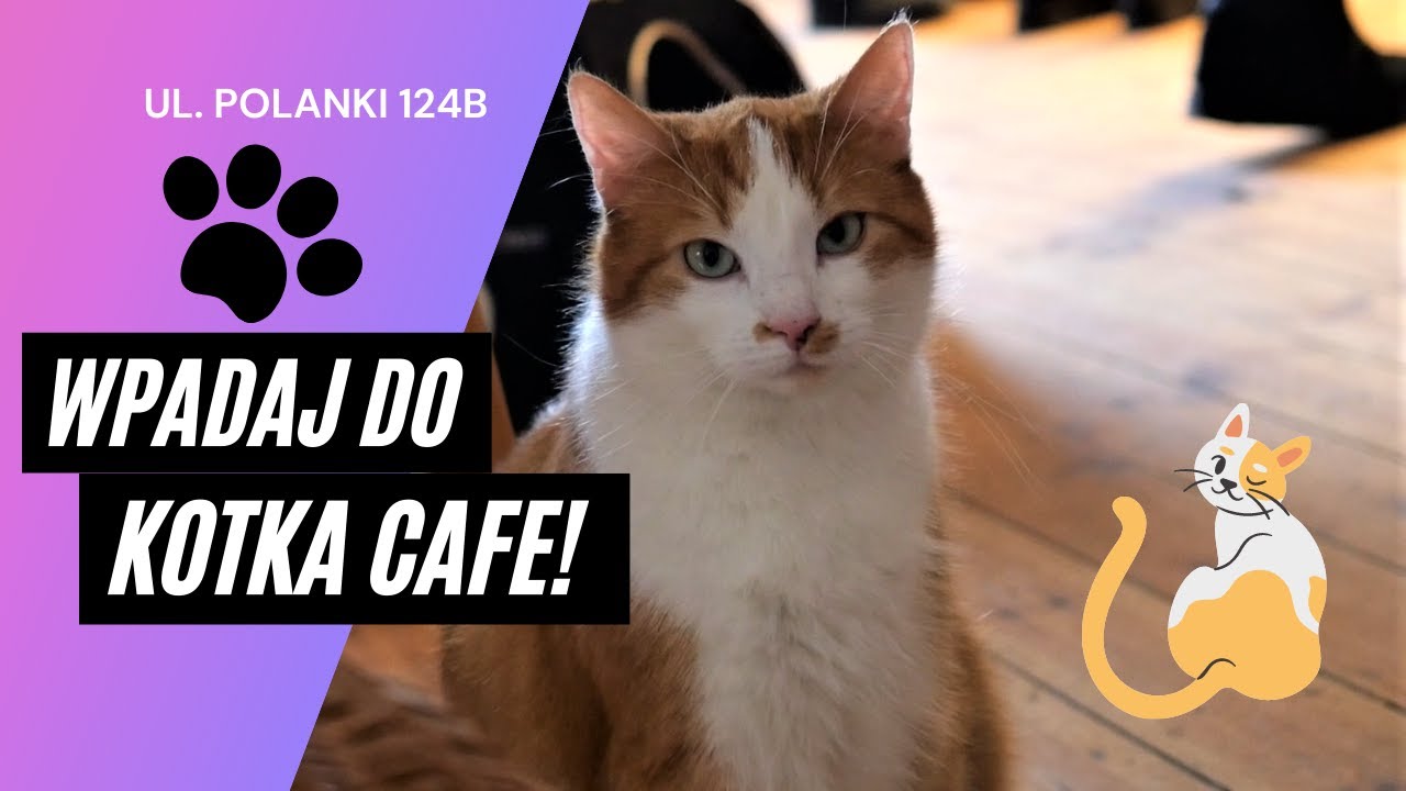 Kotka Cafe w Gdańsku - ta kawiarnia to nie tylko pyszna kawa!
