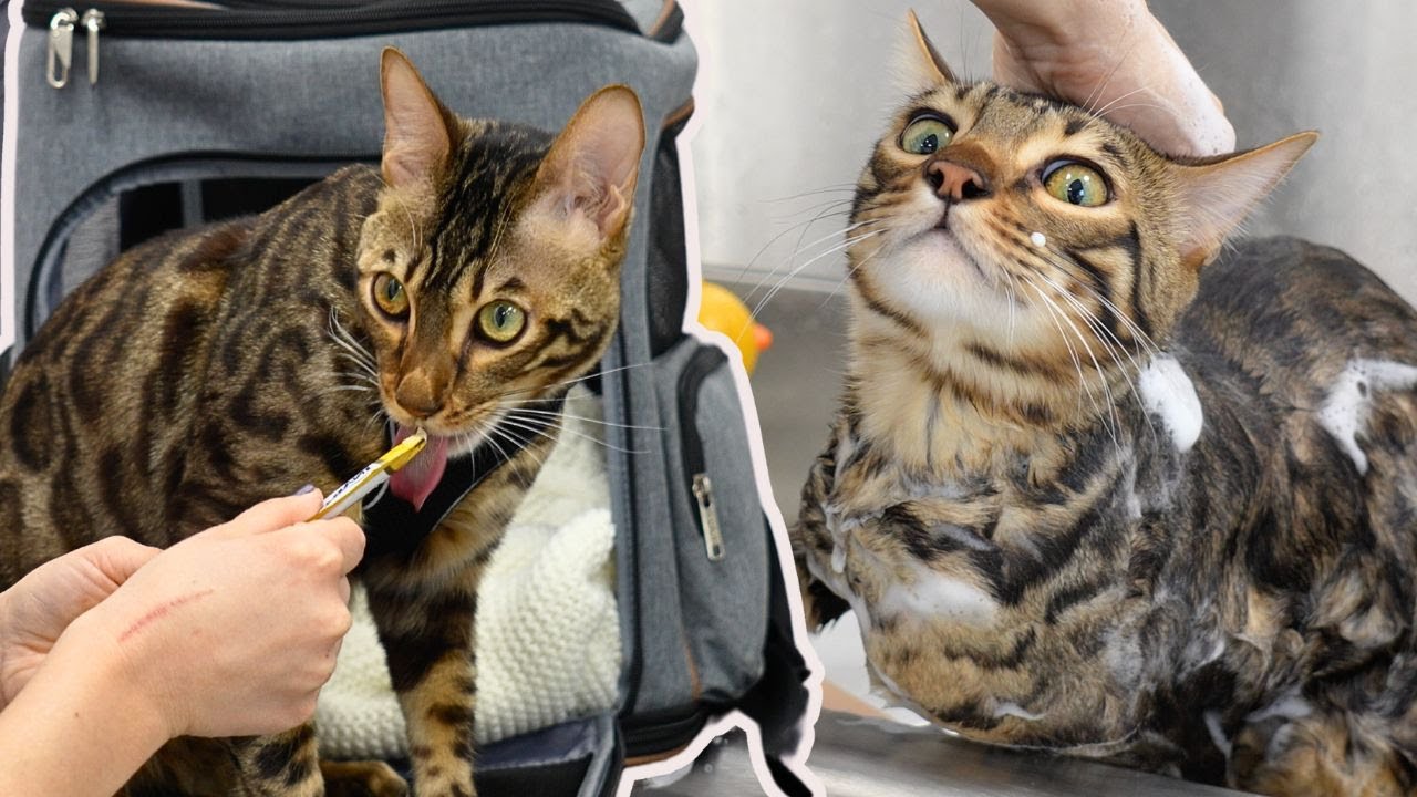 Today I groomed a Bengal cat with the most beautiful eyes 👀