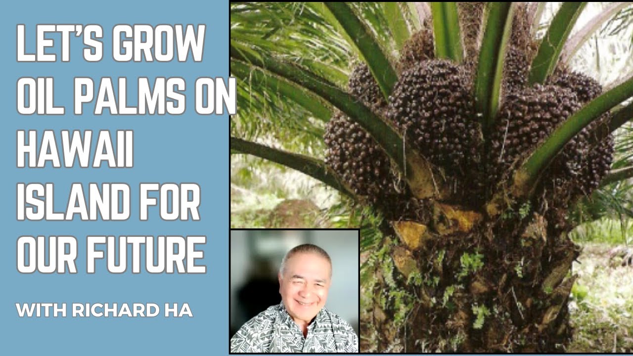 How oil palms can save Hawaii Island's future
