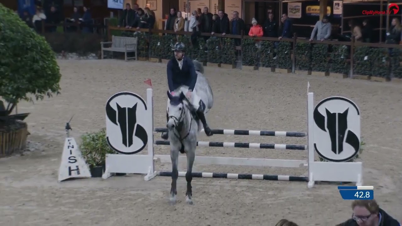 5-jarige BWP gekeurde hengst 