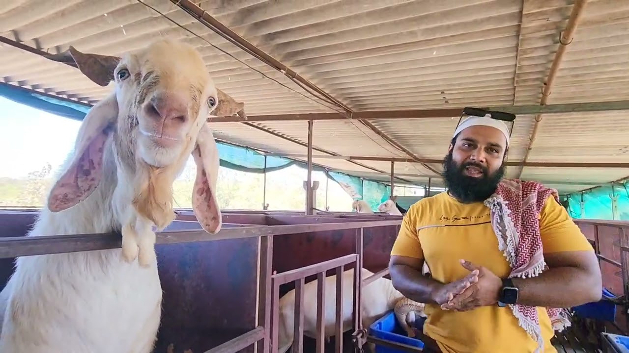 JK Dua Goat Farm Full Tour And Introduction | Bersin Grass For Farms | Vilayti Sheep.