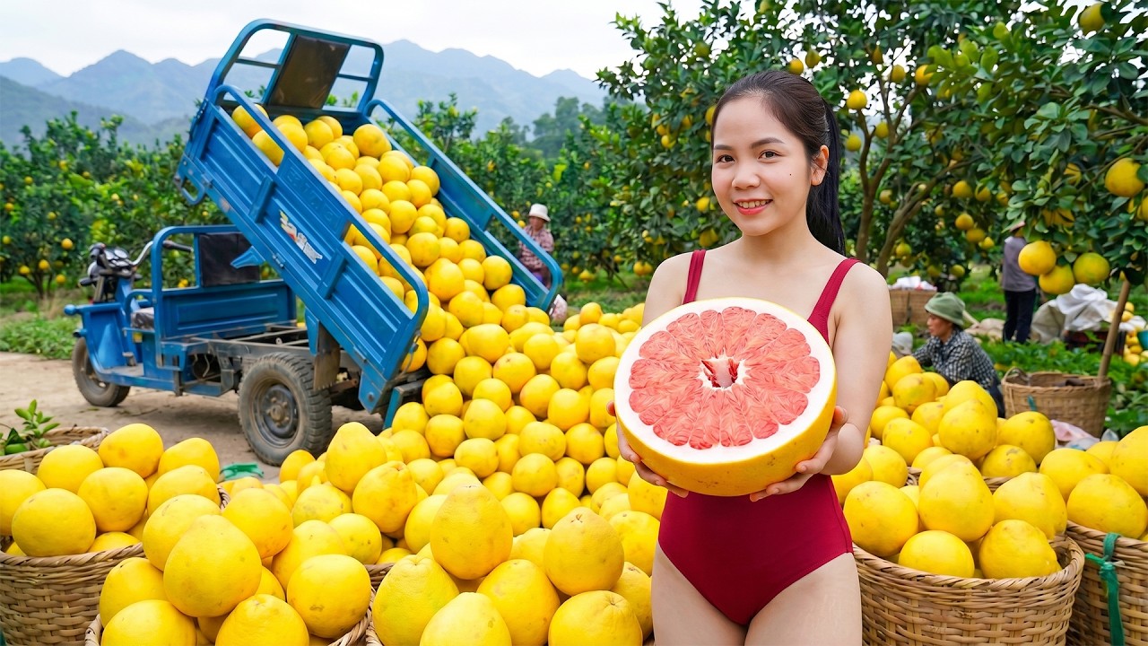 Timelapse: Harvesting 1000+ Pomelos &ndash; Sold Out Fast at the Local Market 🍊
