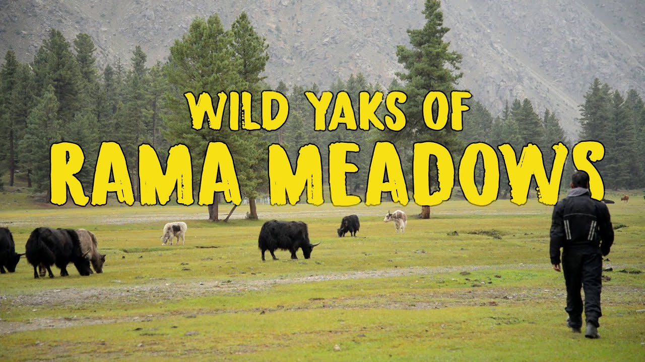 The Yaks of Rama Meadows | Astore Valley | Gilgit Baltistan | Pakistan Tour [S1 Ep.7]