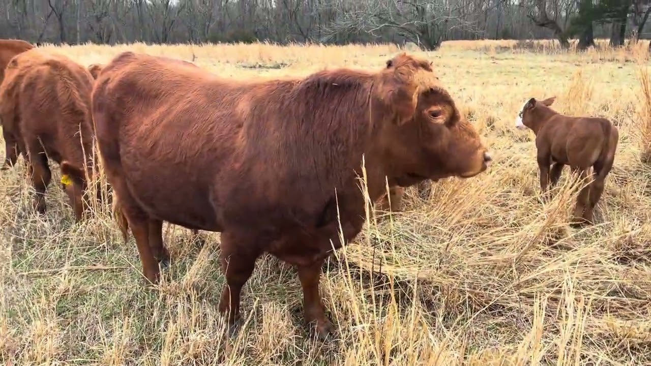 GranMan делится данными панели мониторинга животноводства США за март 20260308 #крупныйскот