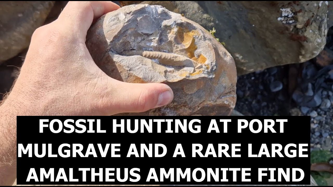 Fossil Hunting at Port Mulgrave and a rare big amaltheus #ammonite #fossil find