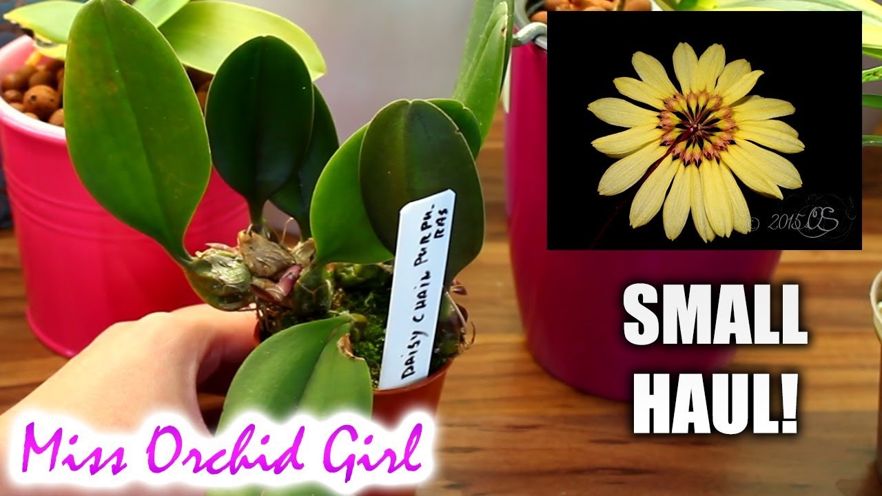 (Unexpected) Orchid haul! - A few new Orchids to the collection
