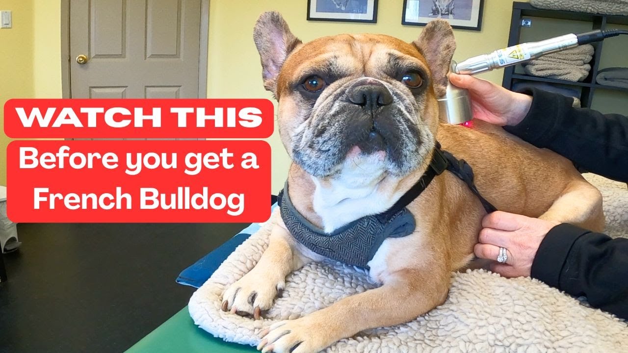 This Is Why We Shouldn't Be Breeding French Bulldogs | Louie's Story