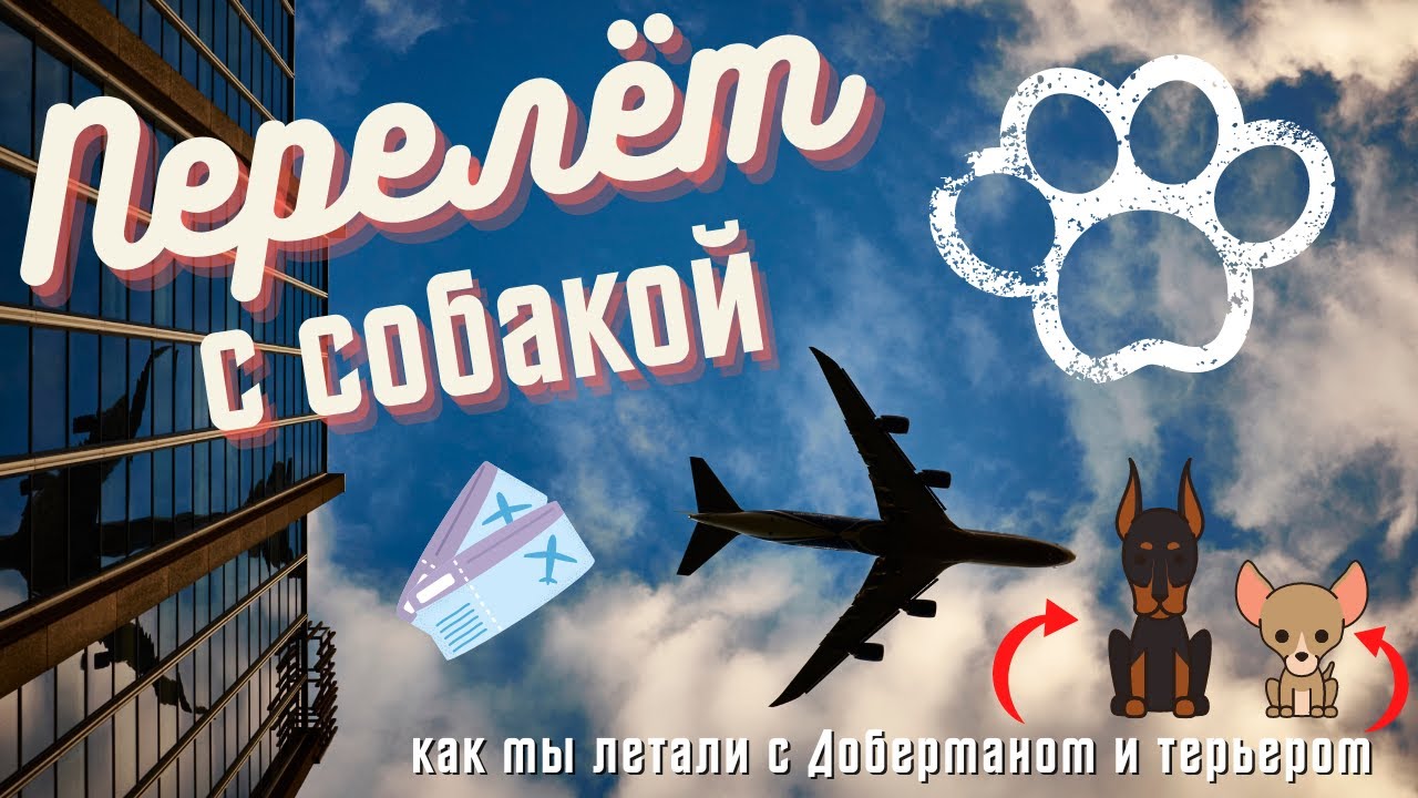 ЛЕТИМ С СОБАКОЙ В САМОЛЁТЕ. Как летать с собакой