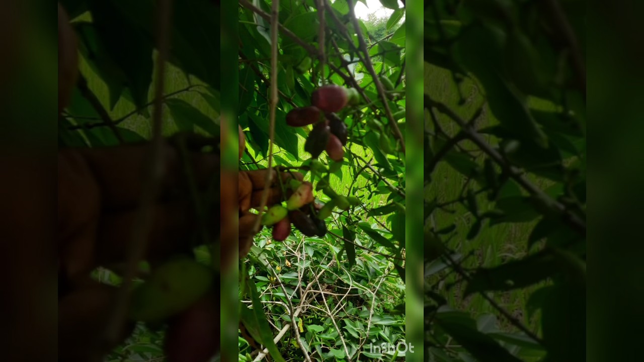 Alla neredu/Jamun