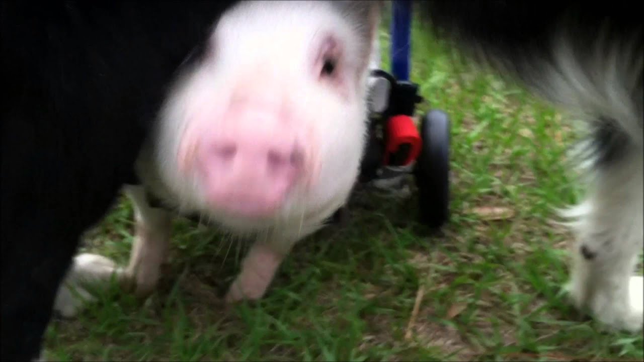 Happy New Year - Chris P Bacon