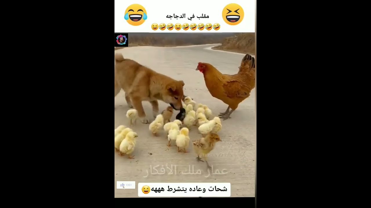 جديد🤣رد فعل#الدجاجه🐓حين رأت الكلب🐶ياكل صيصانه🐥 #عمار_ملك_الأفكارجديد#دبلجة🤣 أصوات ولااروع😂