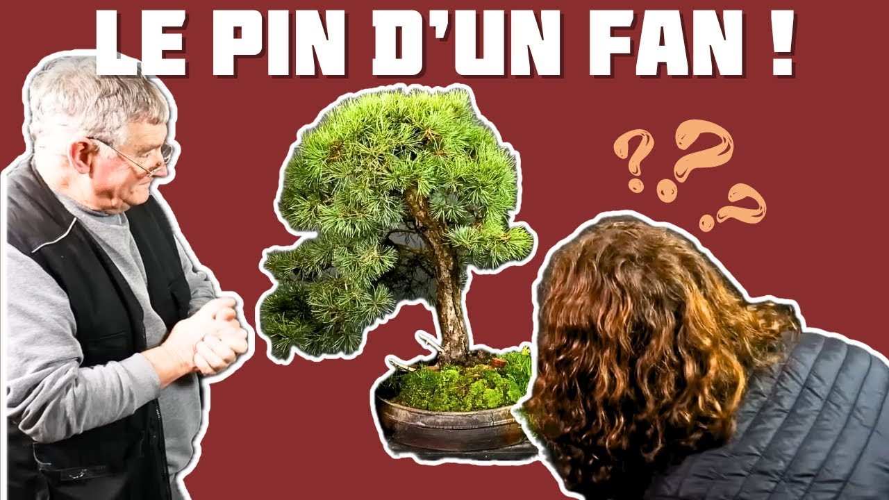 Un Fan Présente son Pin Yamadori à Gaby 🌱 NEJIKAN BONSAI 🌱