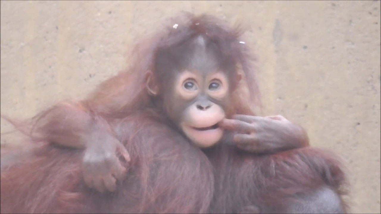 ORANGUTAN MOMMY SHARES FOOD WITH HER BABY DAUGHTER MINGGU