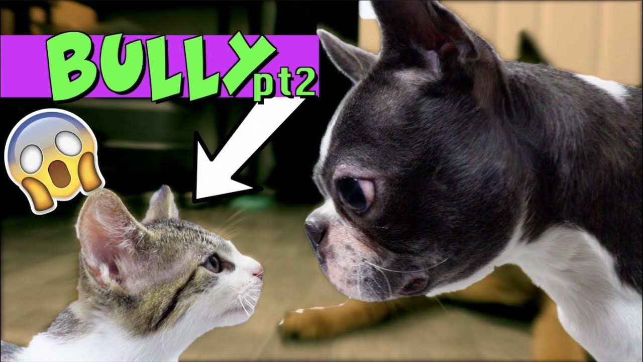 Kittens won't stop bullying Boston Terrier Puppy UPDATE | TRY NOT TO LAUGH