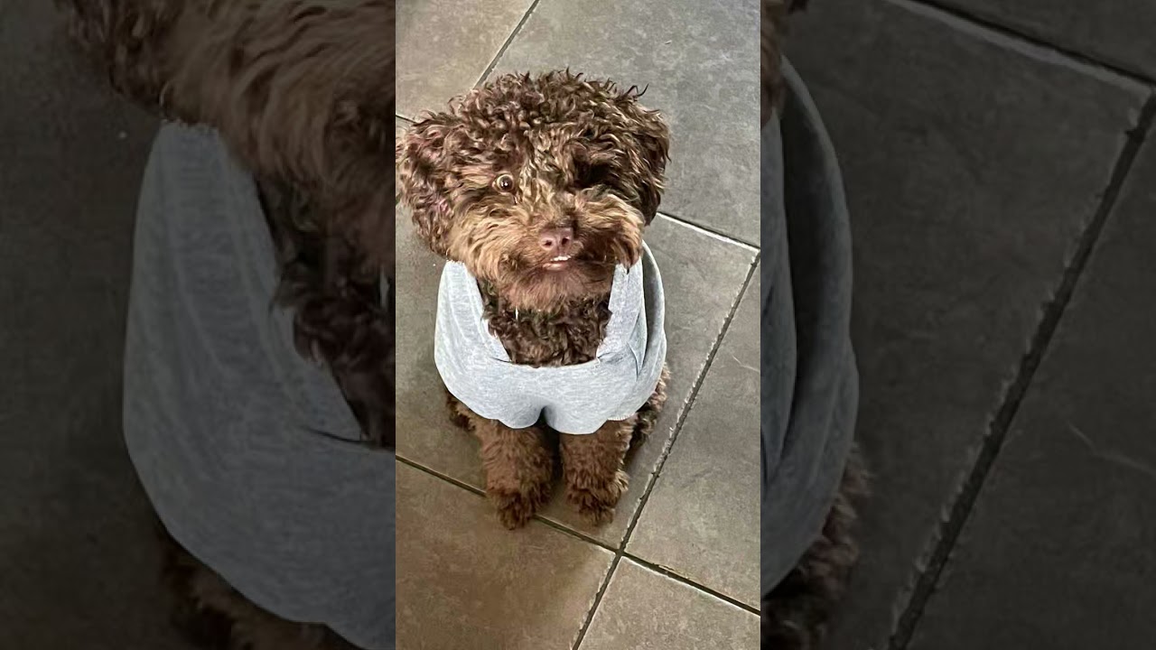 cute dog 