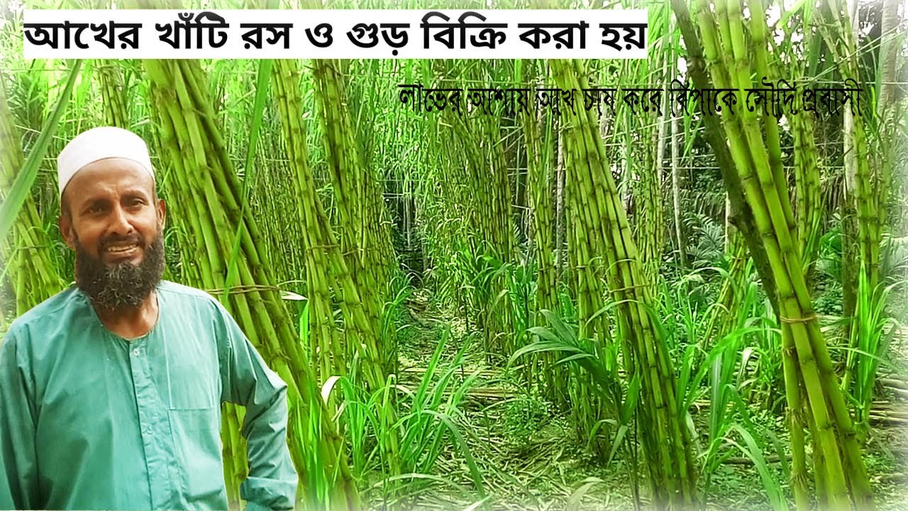 সৌদি প্রবাসীর আখের চাষ। লাভের আশায় আখ চাষ করে এখন বিপাকে সৌদি প্রবাসী।