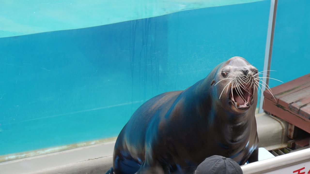 海獅巡警隊