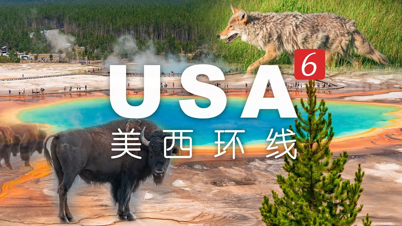 深入美国第一国家公园黄石，半道竟被野牛和灰狼拦路，太原生态了！丨美西环线06