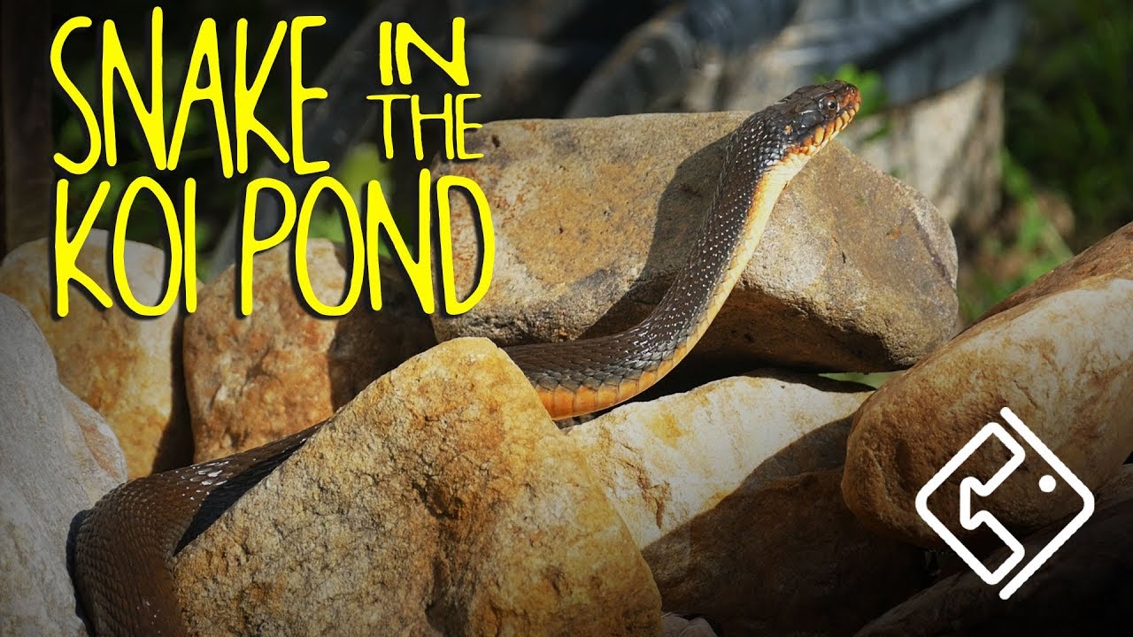 Snake In The Koi Pond  ---  It Ate One Of My Goldfish!