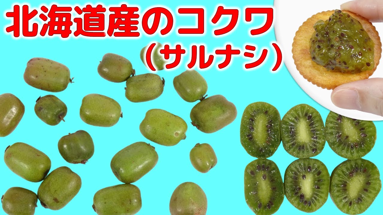 北海道産のコクワ（サルナシ）