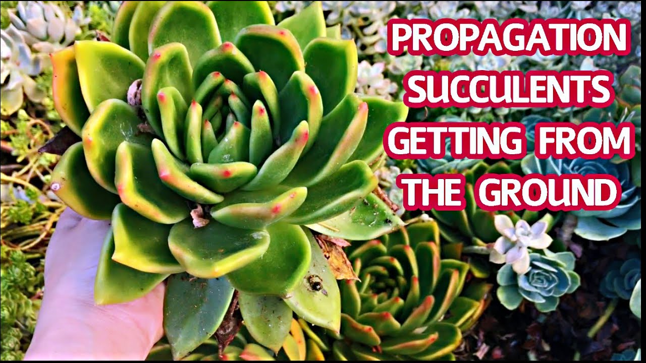 #165 PROPAGATE SUCCULENTS GETTING FROM THE GROUND | Nhân giống SEN ĐÁ bằng CÂY con tách từ mẹ