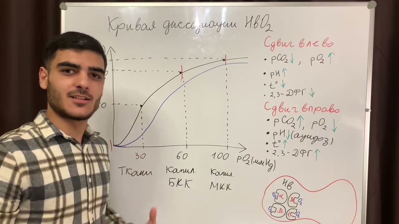 Кривая диссоциации оксигемоглобина.