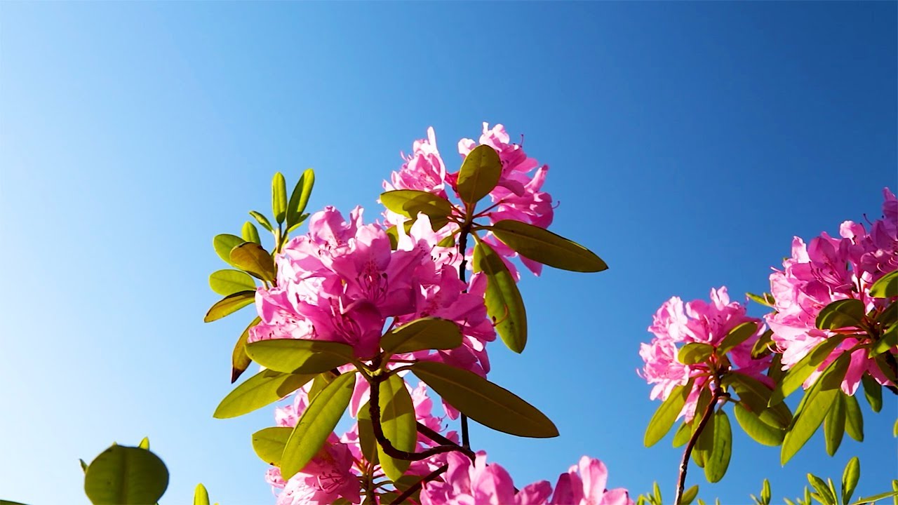Beautiful Music with Soothing Voice: Sleep Music, Calming Music, Fall Asleep, Stress Relief Music