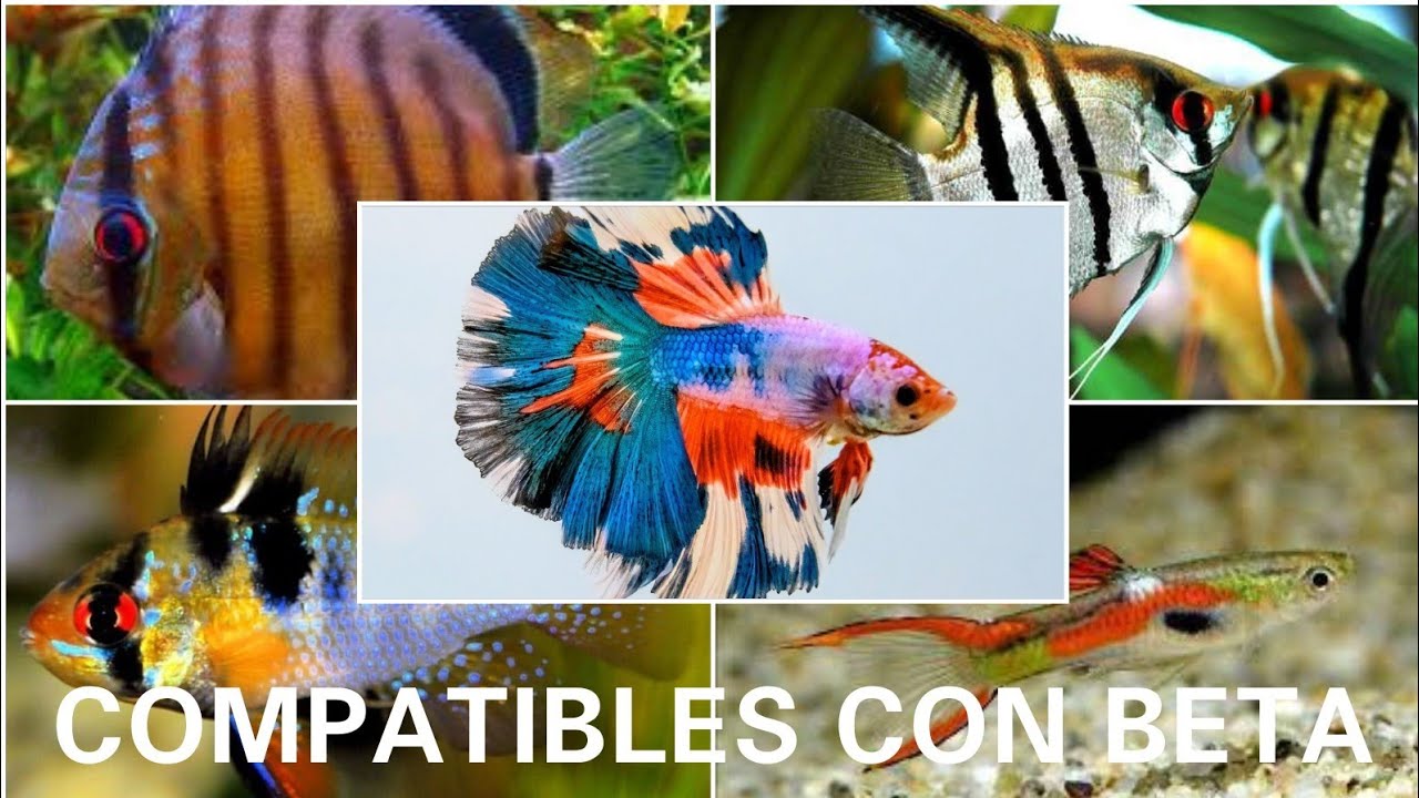 EL SECRETO PARA TENER PECES COMPATIBLES CON EL PEZ BETA EN UN ACUARIO COMUNITARIO