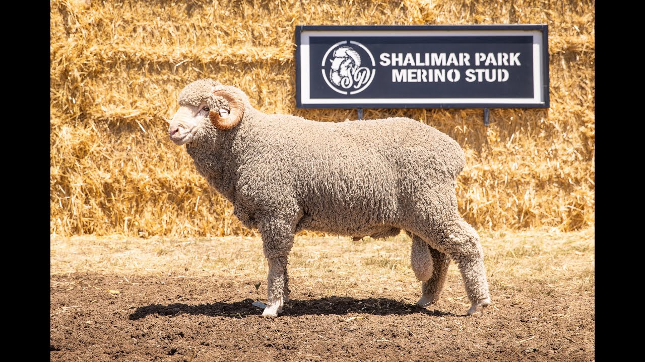 Lot 30 Shalimar Park Merinos
