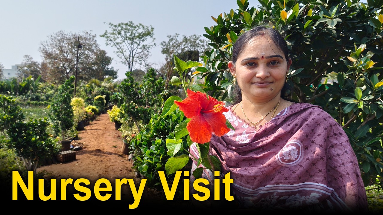 My visit to Venkata Durga Nursery at Vanasthalipuram Hyderabad..Nursery with all varieties of plants