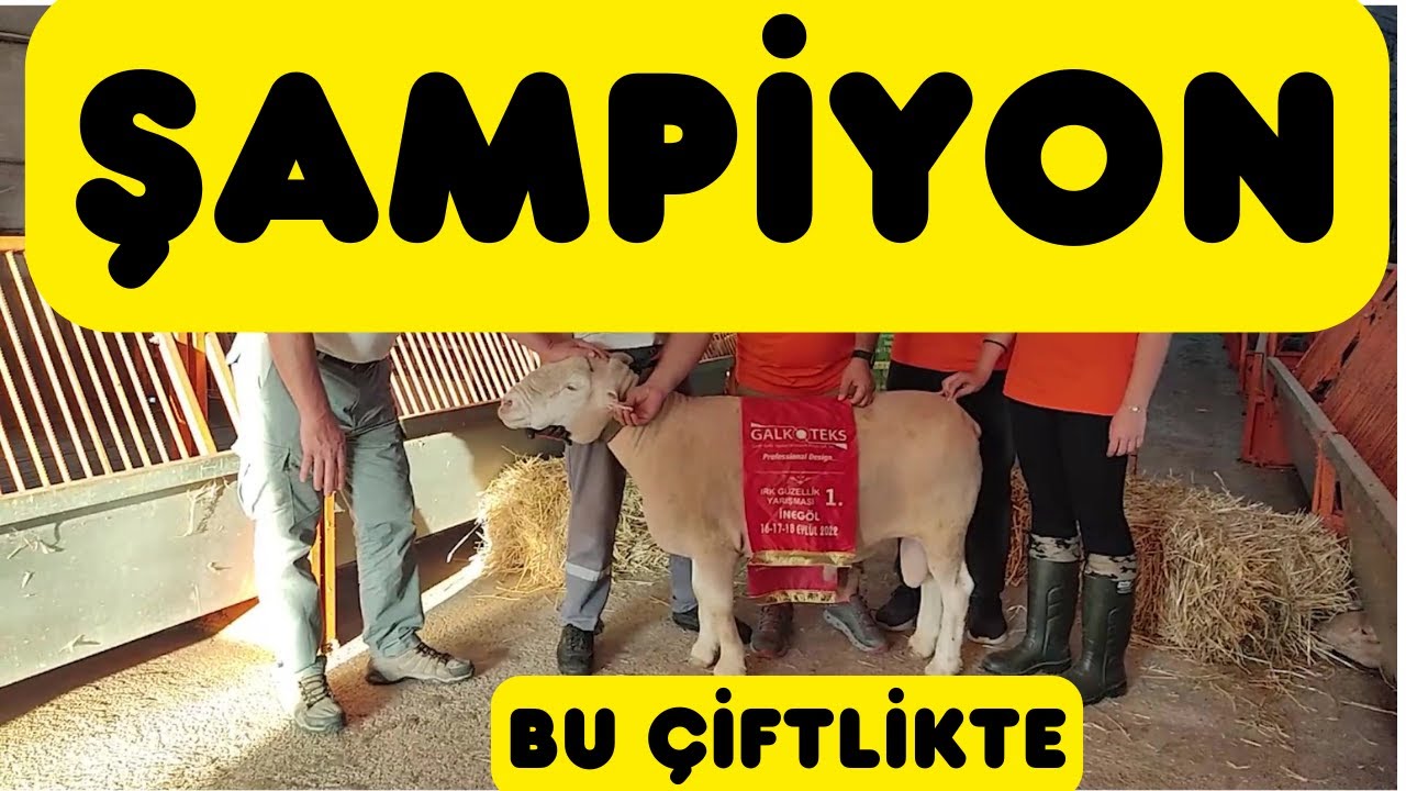 ŞAMPİYON FRANCE KOÇLARIN ÇİFTLİĞİ (Has Koyunculuk Ile De France)