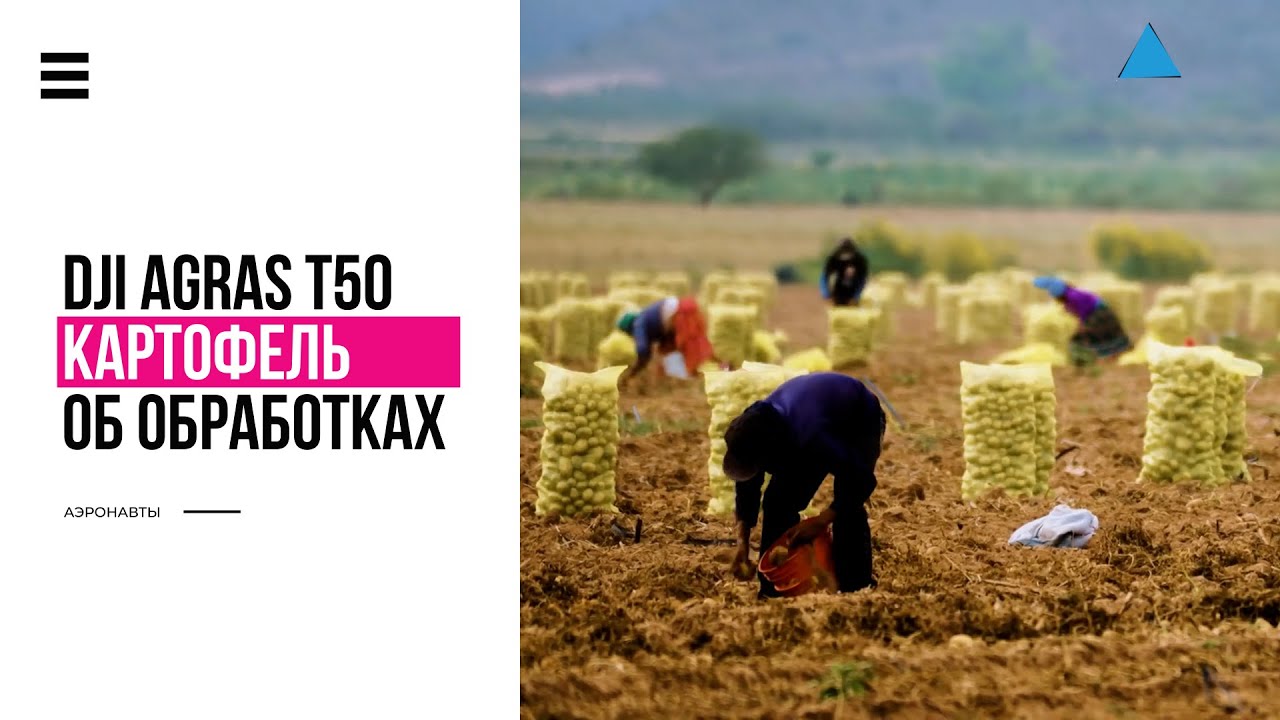 DJI AGRAS T50 | ОБРАБОТКА КАРТОФЕЛЯ