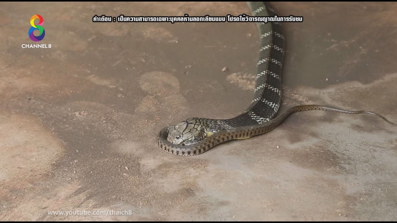 อึ้ง...หมู่บ้านจับงู