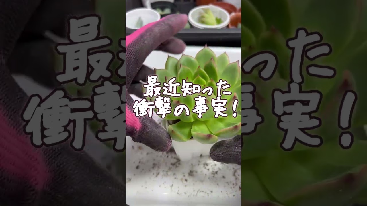最近知った衝撃の事実！オルトランって実は・・・😨💦【多肉植物】今日のや肉事sm132 