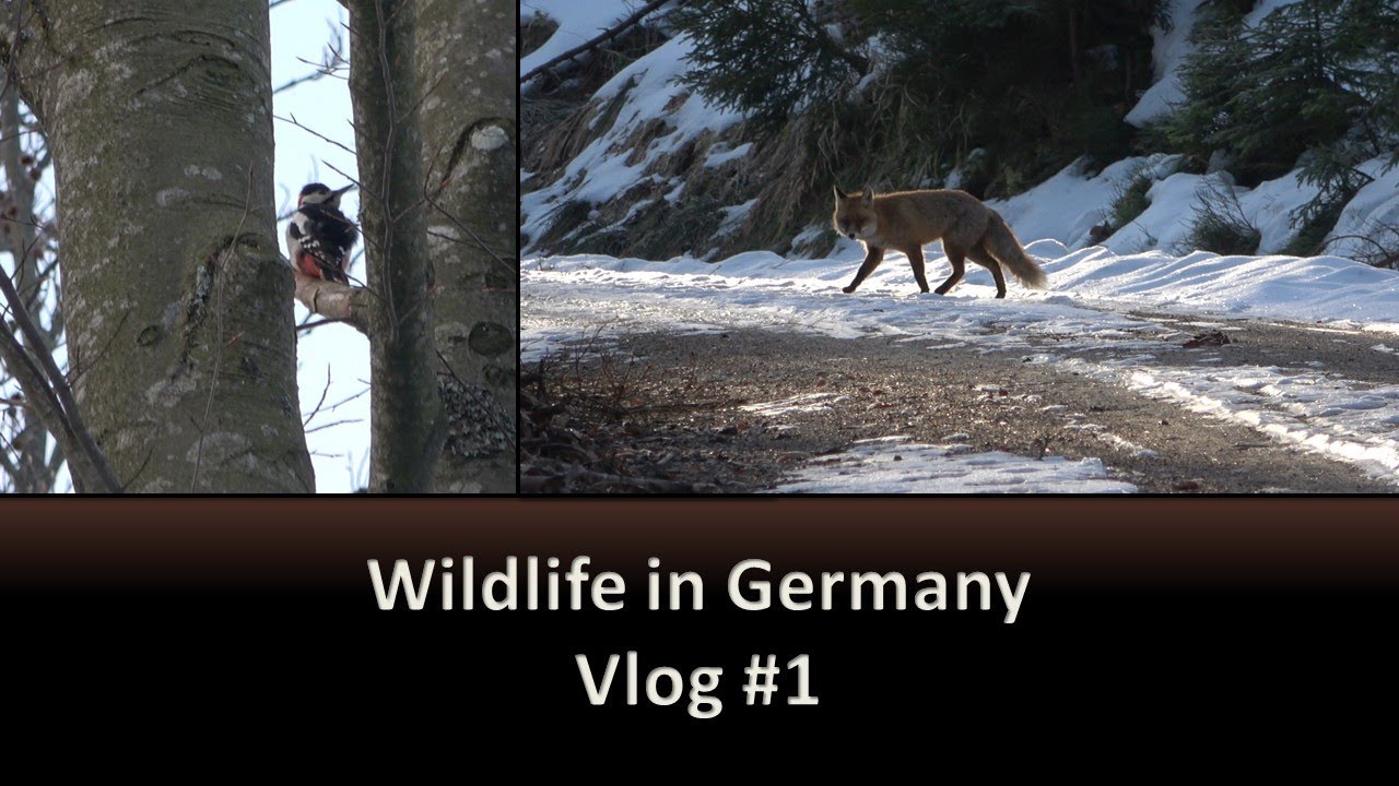 Capercaillie tracks, Eurasian Otter & More! // Wildlife in Germany #1 // March 2023