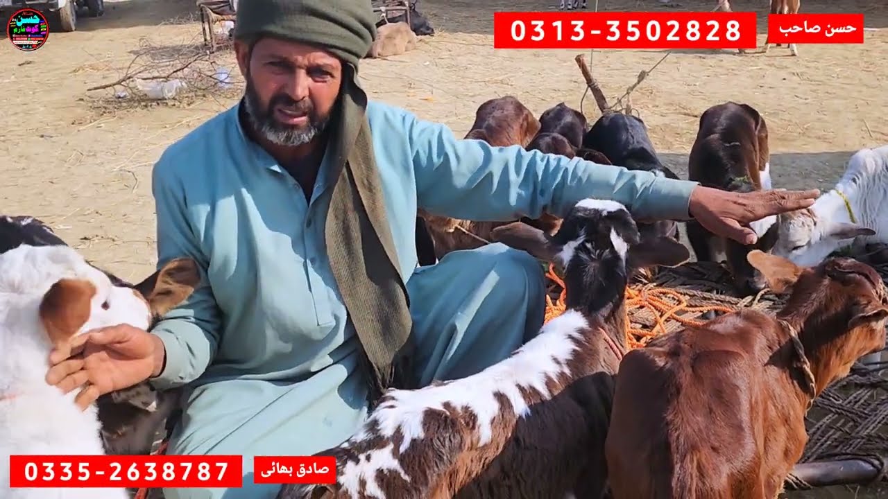 13 January 2026 cholistani bachrian bachra mandi pakistan چولستانی ساہیوال نسل کی بچھڑیاں منڈی ویزٹ 