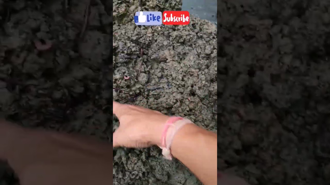 Earthworm farming 