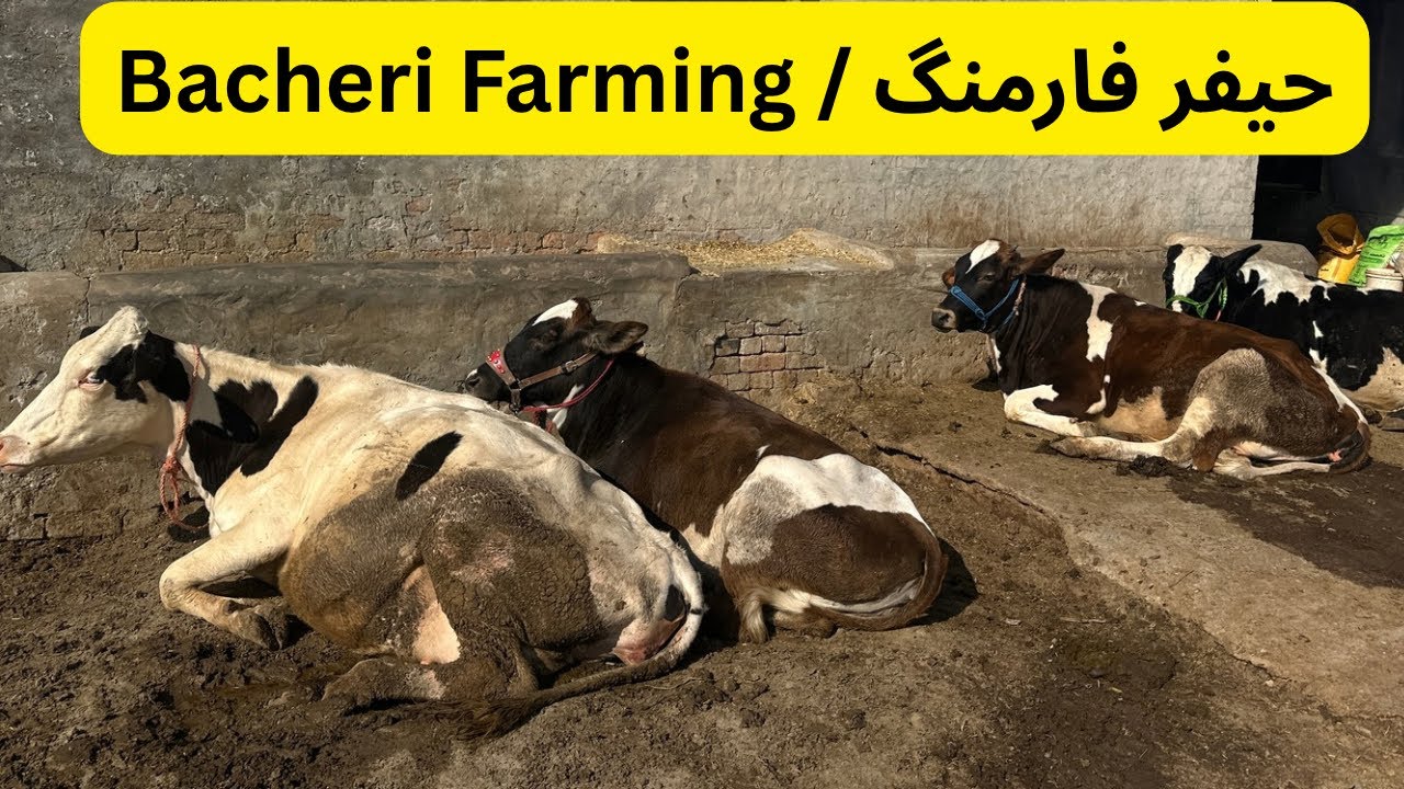 Bacheri Farming and tips in Pakistan #heiferfarming #heifers #cattlefarming #qureshifarmskotaddu 