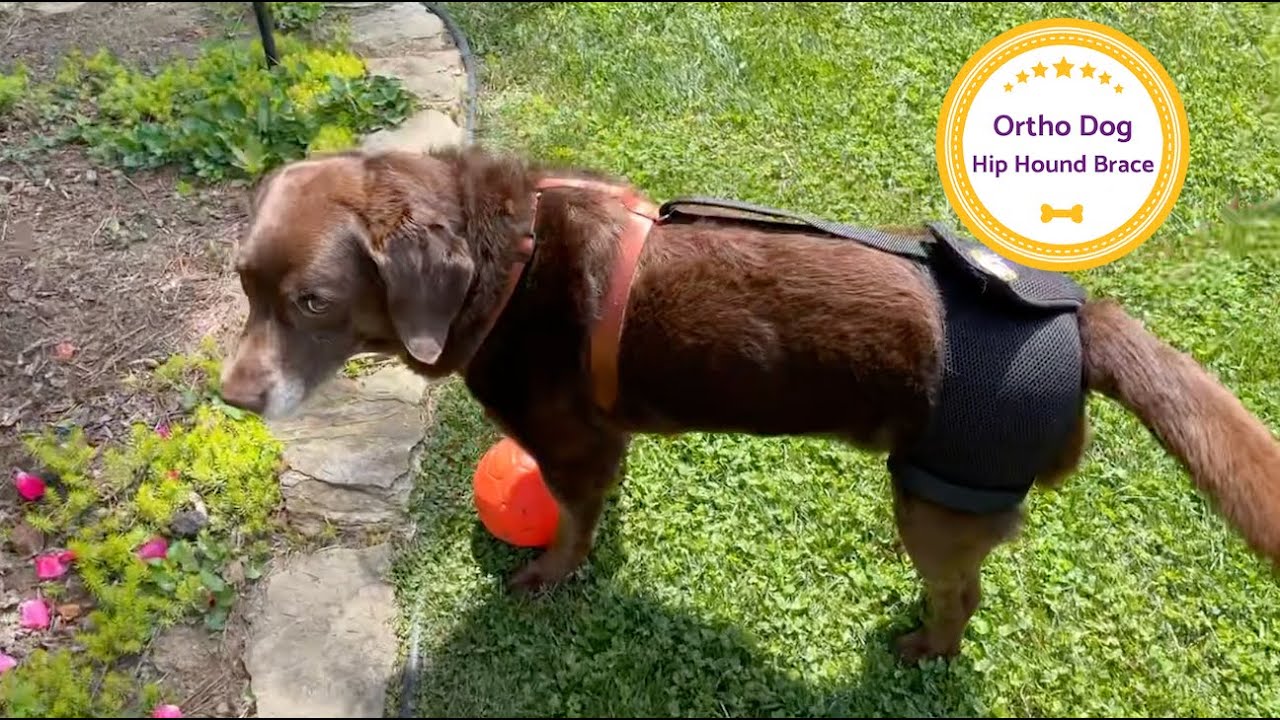 Ortho Dog Hip Hound Brace