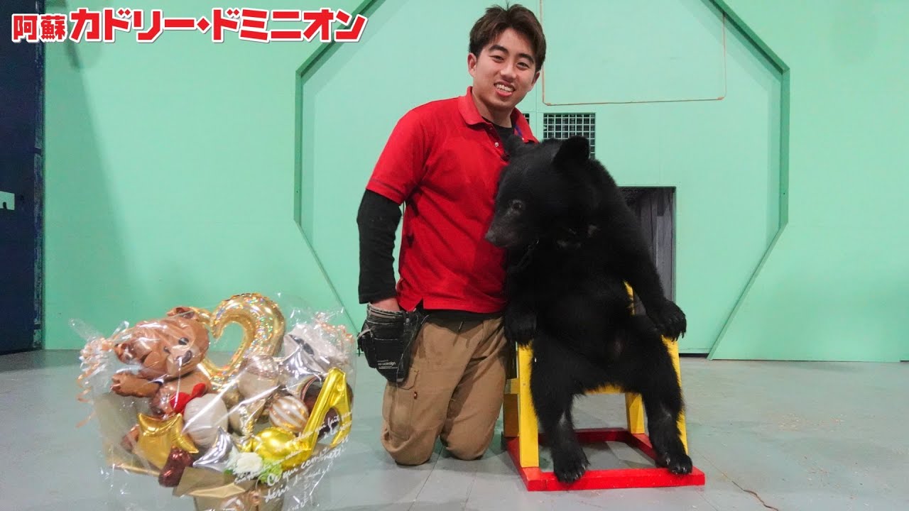新米「猛獣使い」が熊とショーデビュー！熊の調教の大変さがわかります。