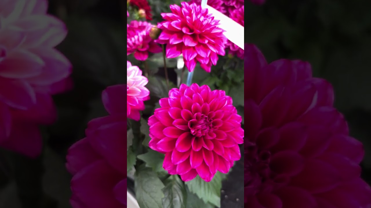 Dahlia Lubega Breeding 2024  - Volmary New Product Trials May 2024