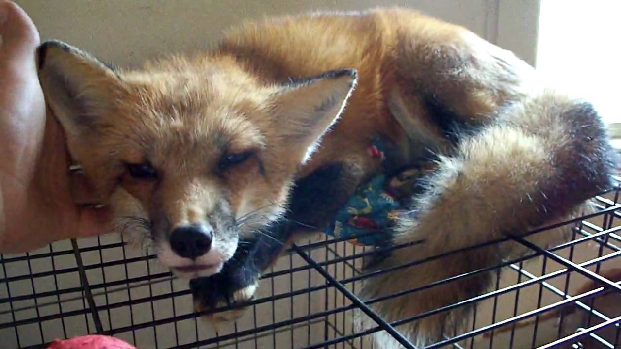 Early Saturday morning fox - Zzzz