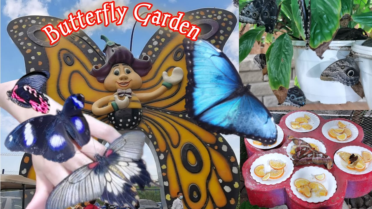 Dubai Butterfly Garden 🦋2023 || 4K || Walking tour of world's largest butterfly garden 
