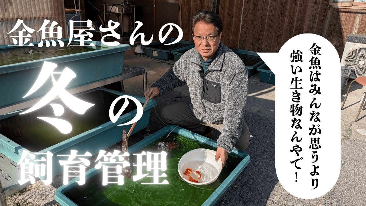 金魚屋さんの冬の飼育管理方法教えます！～金魚は思ってるより強い生き物なんやで！～