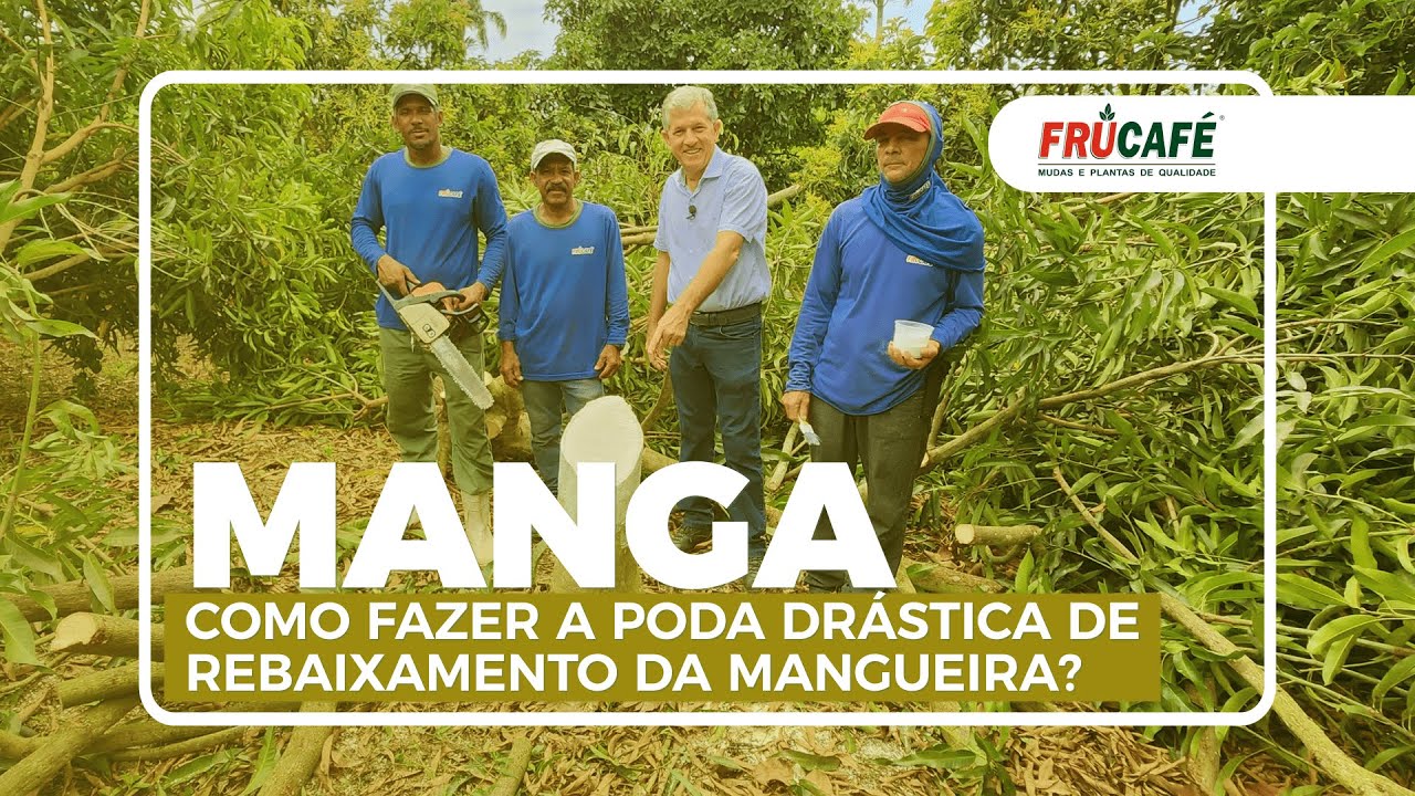 Como Fazer a Poda Drástica de Rebaixamento da Manga (Mangueira)?