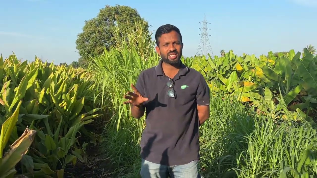 हळद पिकाचे शेवटचे नियोजन | Turmeric crop Last stage Management 
