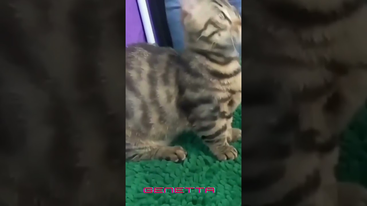 Kucing Genetta kucing unik kalau makan makananya dia cuci dulu
