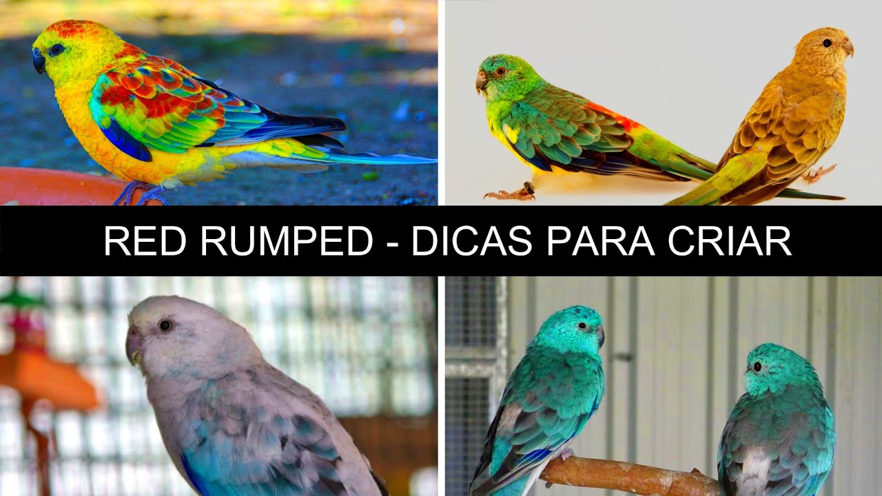 Red rumped - DICAS como CRIAR